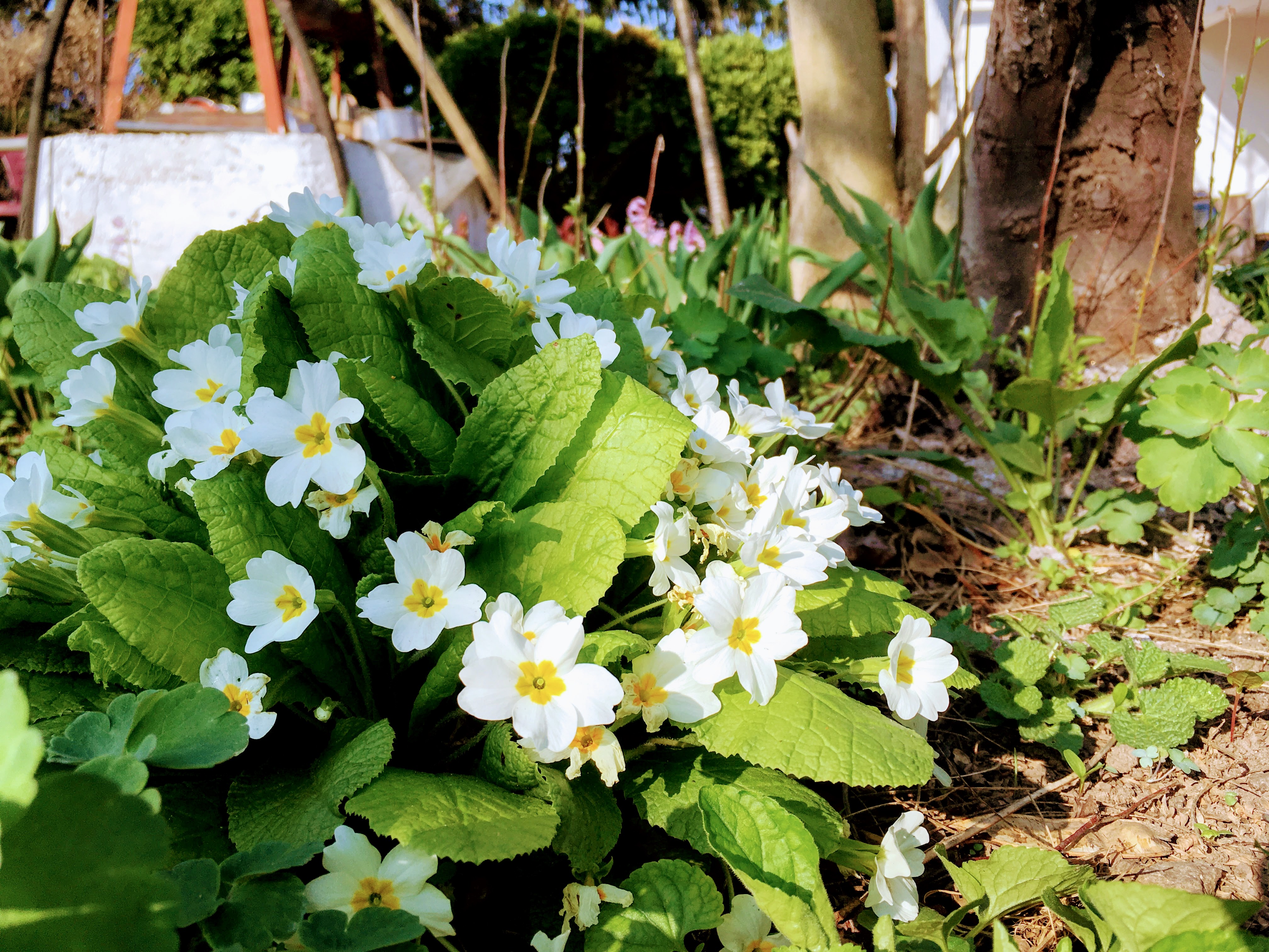 Little primrose in the garden